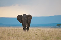 Masai Mara Game Preserve